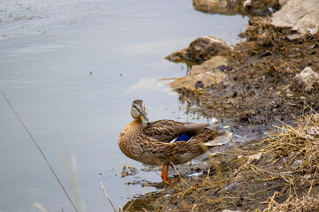 Duck at Pioneer Park in Lincoln, NE