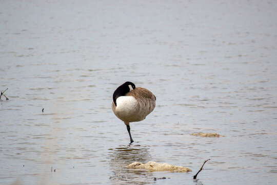 One Legged Canadian Goose