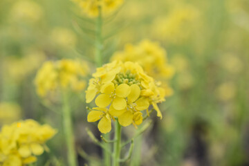Fototapeta premium Yellow flower