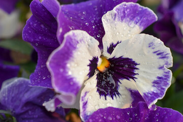 Pansy