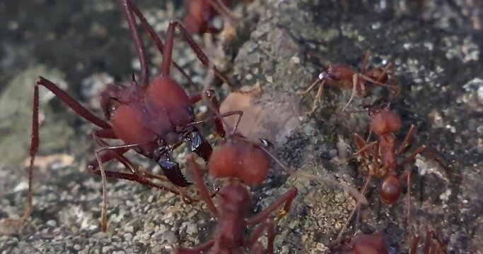 Atta is a genus of New World ants of the subfamily Myrmicinae