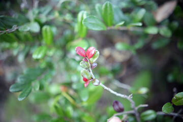 葉っぱのハート２