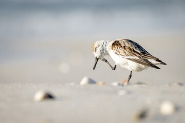 Itchy Face Sandpiper