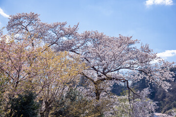 Cerejeiras em Fukushima.