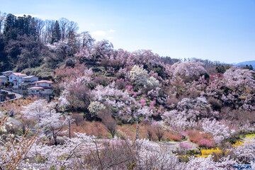 Cerejeiras em Fukushima.