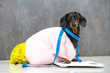 Fat dachshund on electronic scale wants to know its weight. Dog wrapped flexible centimeter ruler...