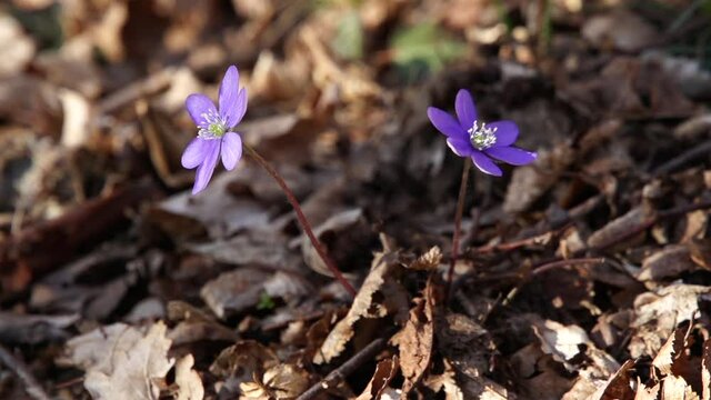 Flowers in the wood (Anemone Hepatica)
