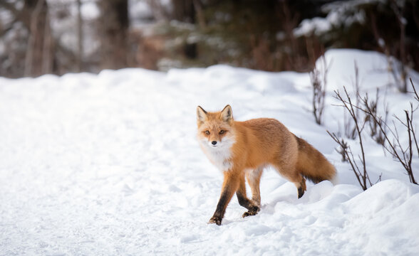 Foxy lady © Ben