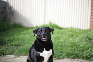 Buddy the Borador
