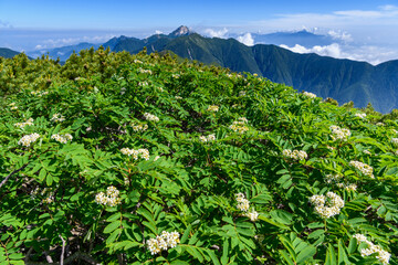 ウラジロナナカマドと甲斐駒ヶ岳