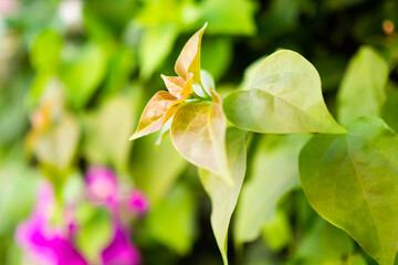 Young or fresh leaves bougainvillea flower on tree in the spring or summer. saving environment and nature conservation. conceptual about new beginning. outdoor nature concept.