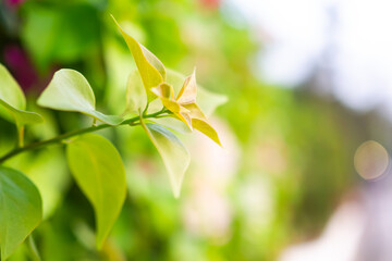 Young or fresh leaves bougainvillea flower on tree in the spring or summer. saving environment and nature conservation. conceptual about new beginning. outdoor nature concept.