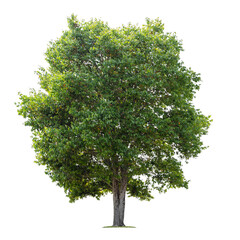 Fototapeta premium tree isolate on white background