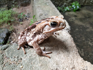 frog on the rock.