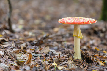Toadstool