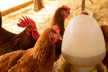 Close up and selective focus shot of chicken or hen farming which is feeding in barn shows an organic or natural livestock agriculture. All poultry are freely raised in clean farmyard in rural area
