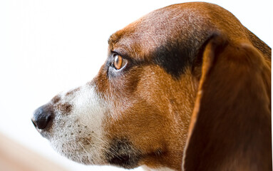 beagle dog portrait