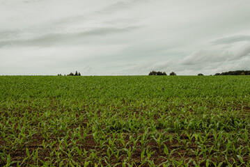 Corn plantation