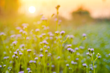 Clump of grass wildflower a warm light in summer sunset on natural background.