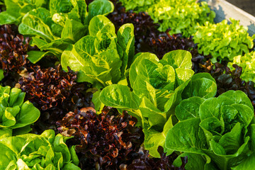 Beautiful organic Butterhead ,Mini Cos, green and red oak lettuce or Salad vegetable garden on the soil growing,Harvesting Agricultural Farming.