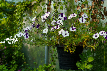 Obraz premium Close Up of Beautiful pink Petunia flowers in a pot in the garden with sunlight.