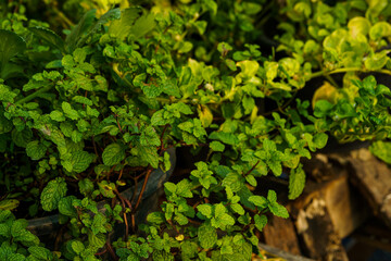 green mint plant leaves form natural in a pot in a vegetable garden,foliage nature background