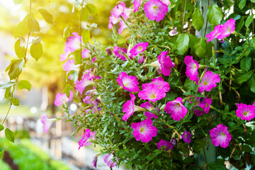 Close Up of Beautiful pink Petunia flowers in a pot in the garden with  sunlight. - obrazy, fototapety, plakaty