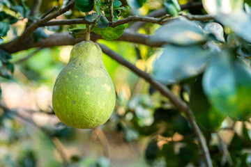 Close up of green Grapefruit grow on the Grapefruit tree in a garden background  harvest citrus fruit thailand.