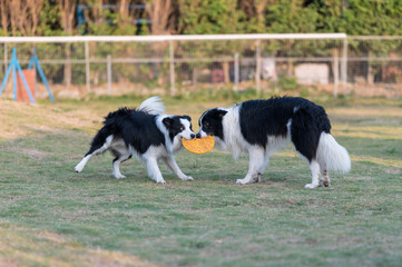 Two border collies fighting for a toy