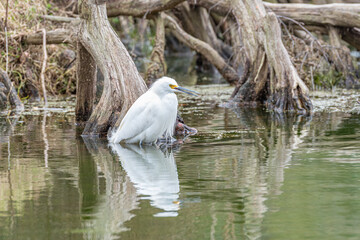 White egret bird in swamp with reflection in water