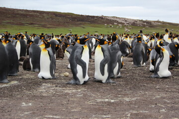 King Penguins, Volunteer Point, East Falkland.