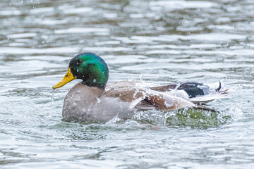 Male mallard duck with green head swimming and splashing in calm lake water