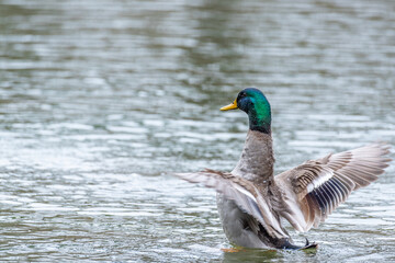 Male mallard duck with green head swimming and splashing in calm lake water