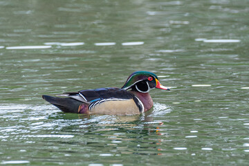 Brightly colored wood duck swimming in lake on winter day