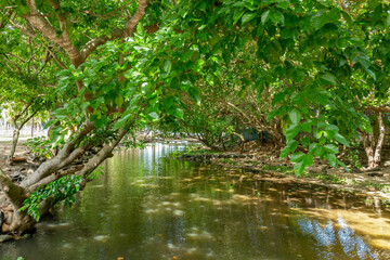 tropical forest river