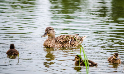 A duck with young ducks swims on the water in the tributary of the Danube River, Novi Sad, Serbia 