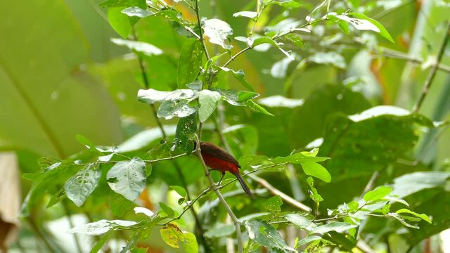 A male Crimson Backed Tanager looking around on a branch in the rain forest, Ramphocelus dimidiatus