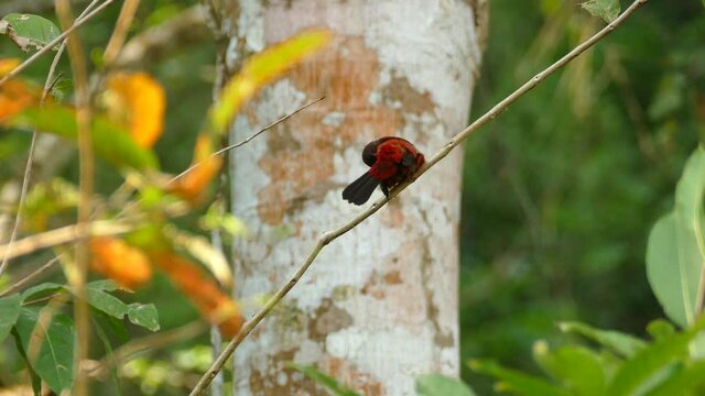 a single Crimson Backed tanager sitting on a branch cleaning its feathers in rain forest of Panama.