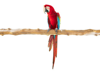 macaw parrot perched tree branch isolate on white background clipping path
