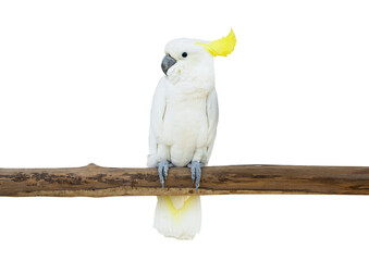 cockatoo bird perched tree branch isolate white background clipping path