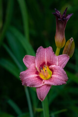 A raspberry colored ruffled Daylily (Hemerocallis) in the summer sun.