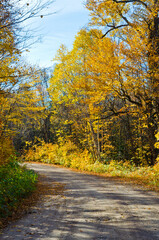 Obraz premium Falls colorful trees