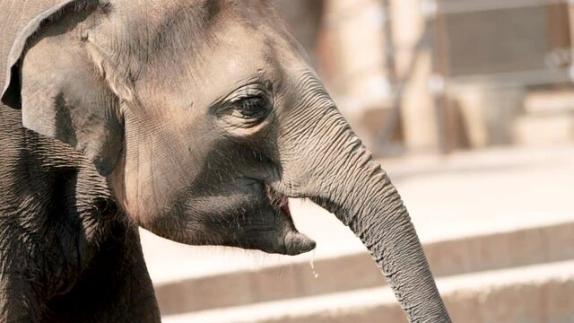 Elephant drinking in slow motion