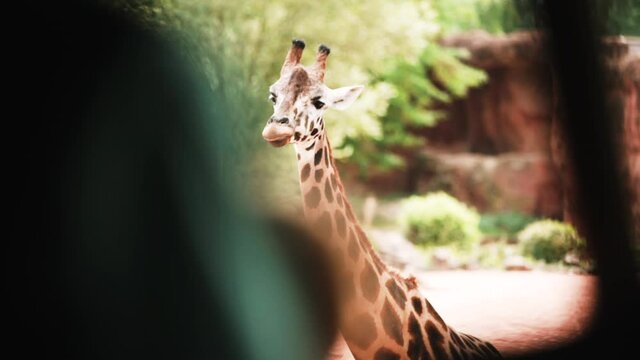Giraffe walking