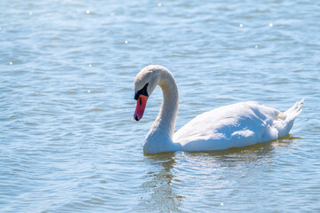 Graceful white Swan swimming in the lake, swans in the wild. Portrait of a white swan swimming on a lake.