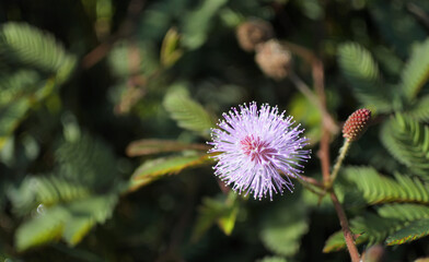 Flower of Mimosa pudica a sensitive plant and green leaves blurred background, focus on pollen.