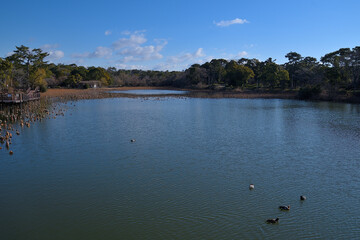 風で波立つ冬の蓮池に、数羽の水鳥が浮かんでいる風景