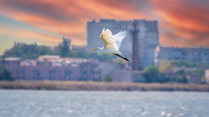 The flight of the little egret in beautiful sunset sky over water. A heron flies over a city pond during an orange-pink sunset.