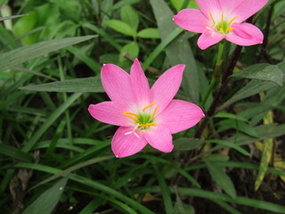 beautyfull pink flower