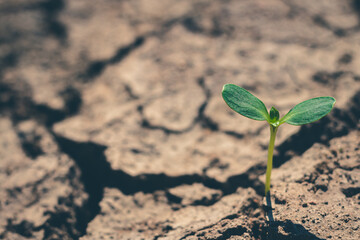 Young tree that is born from a plant that is growing.